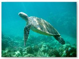 Swim with turtles, steps away from the house.