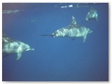 Swim with Spinner Dolphins