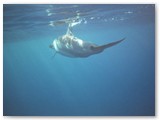 Swim with Spinner Dolphins