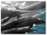 Swim with Spinner Dolphins