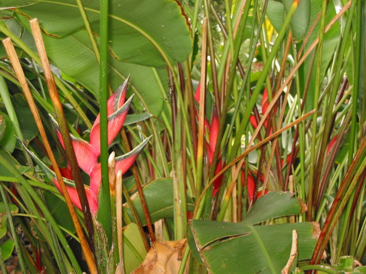 Birds of Paradise in the Yard
