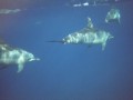 You are steps away from spinner dolphins