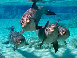spinner dolphins, kona, big island